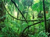 Два года до катаклизма: у лесов Амазонии заканчивается вода