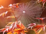 В Украине началось "бабье лето": когда придут холода