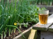 Чай поможет в увеличении урожая лука