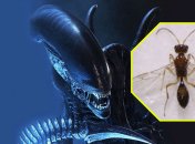 Ученые обнаружили настоящего "чужого": что известно о новом виде (фото, видео)