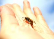 Пчелы являются источником вкусного меда, а еще серьезной аллергии