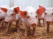 Вспышка африканской свиной чумы в Одесской области