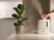 Зволожити повітря можуть допомогти рослини або спеціальні пристрої