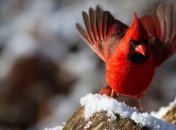 2 декабря - приметы и обряды в день Авдея-радетеля