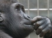 Ученые еще раз доказали теорию Дарвина на примере пенсионеров и шимпанзе