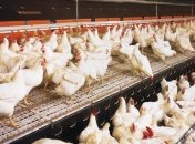 Чернобаевская птицефабрика