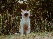 День защиты животных