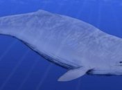 Найдены останки кита возрастом около 10 миллионов лет