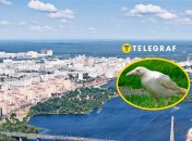 Белая ворона в Киеве