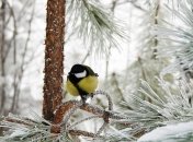Стоит ли верить народным приметам