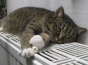 Теплоснабжение столицы: в Киеве принялись за разработку стратегии