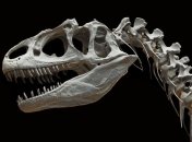 Исследование: дальние предки человека питались динозаврами