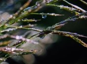 Прогноз погоди: Україні слід чекати дощів із мокрим снігом