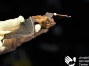 Встречайте рукокрылых: в Харькове, Днепре и Запорожье проходят "выпускные вечера" летучих мышей (фото)