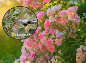 Троянди радуватимуть пишним цвітінням, якщо правильно підготувати їх восени