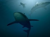 Вік акул вдалось встановити завдяки атомним випробуванням зброї