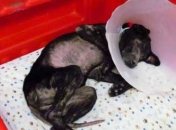 Удивительно! Собака с аллергией на людей (Видео)