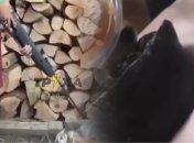 Оба виновника за свои противоправные действия будут наказаны