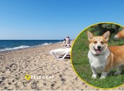 Корги в Одессе