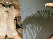 Ученые извлекли изо льдов тушу мамонтихи