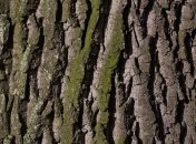 Сотрудники лесхоза на Харьковщине подозреваются в незаконной вырубке дубов 