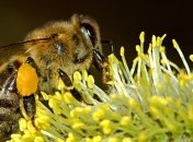 Назван состав пчелиного клея для цветочной пыльцы