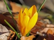 19 марта - приметы и обряды в Константинов день