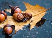 Погода в Украине 26 ноября: преимущественно без осадков 