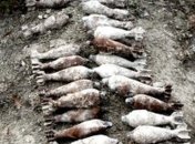 В Севастополе обнаружили целый арсенал времен Второй мировой войны