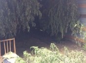 СБУ обнаружила урожай в 5 тонн каннабиса на  Кировоградщине