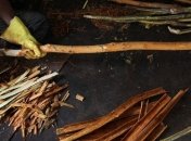 Корица опасна для печени