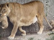 В России посетители зоопарка напали на животных