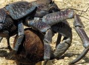 Ученых поразила сила клешни кокосового рака