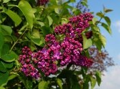 Сирень - растение с приятным запахом цветков лиловых оттенков