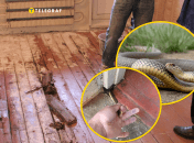 Украинцы обнаружили змею под полом