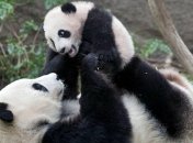 Ученые рассекретили язык общения больших панд