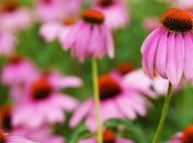 Поможет ли эхинацея при простуде?