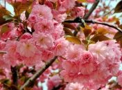 Погода в Украине 19 апреля: преимущественно без осадков