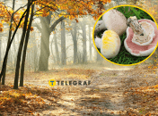 Печериця жовтошкіра