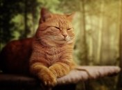 Гороскоп для Терезів, Водоліїв та Риб