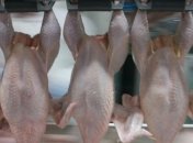 Украина наращивает экспорт птицы 