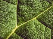 Найден новый антибиотик, который может помочь создать "пробиотик для растений"