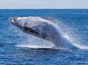Киты мигрируют в тропики, чтобы обновить кожу