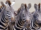 Ученые: полоски на шкуре зебр - бесполезное средство камуфляжа 