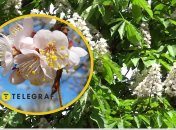 Цвітіння дерев