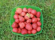 Готовиться к плодоношению клубника начинает уже с осени