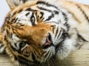 Сохранность амурских тигров дает положительные результаты