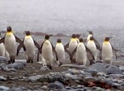 Маккуори - крошечный зеленый остров, где правят пингвины (Фото) 