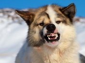 Собака бывает кусачей