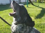 В Борисполе пес учуял в чемодане 5 кг кокаина